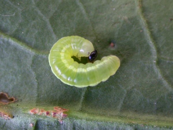 Greta alphesiboea 3rd instar, KRW-60-3