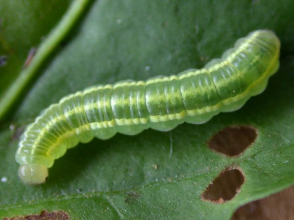 Greta alphesiboea 4th instar, KRW-159