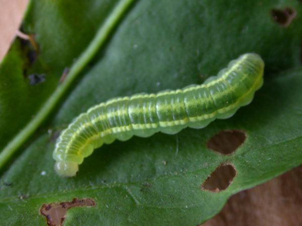 Greta alphesiboea 4th instar, KRW-159