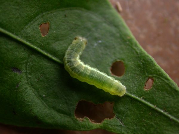Greta alphesiboea 4th instar, KRW-160