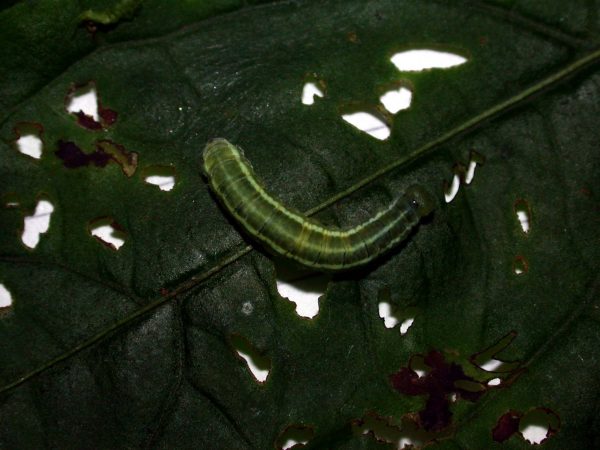 Greta alphesiboea 4th instar, KRW-31