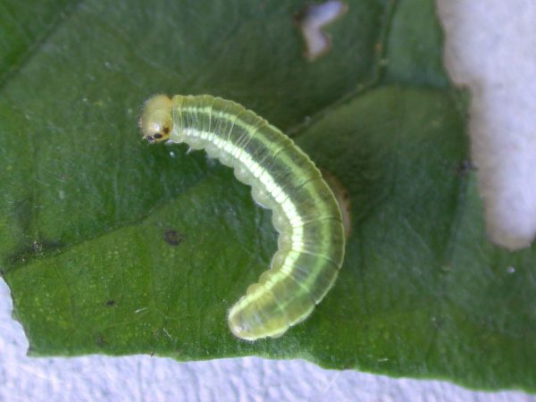 Greta alphesiboea 4th instar, KRW-60-1