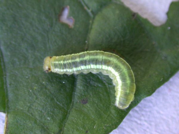 Greta alphesiboea 4th instar, KRW-60-1