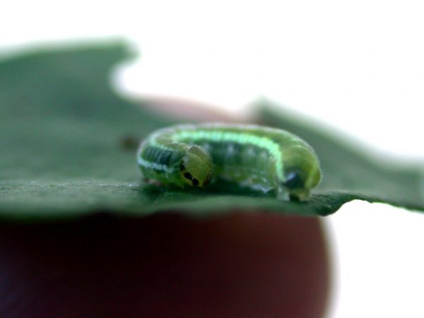 Greta alphesiboea 4th instar, KRW-60-1
