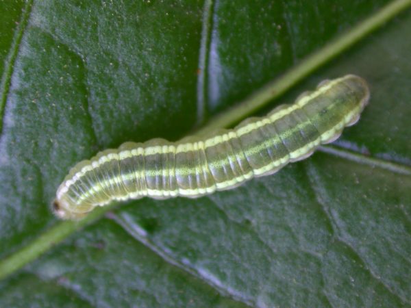 Greta alphesiboea 4th instar, KRW-60-1