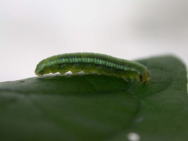 Greta alphesiboea 4th instar, KRW-60-1