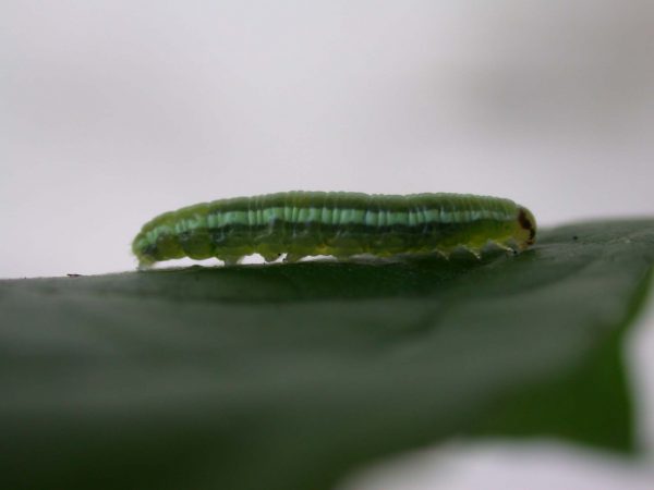 Greta alphesiboea 4th instar, KRW-60-1