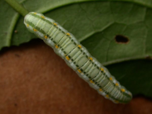 Greta alphesiboea 5th instar, KRW-155