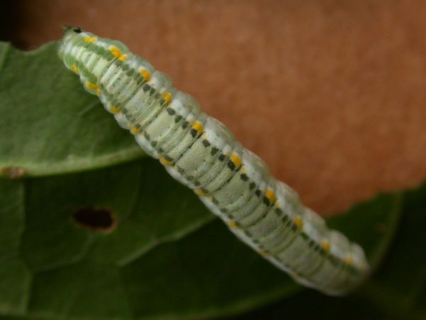 Greta alphesiboea 5th instar, KRW-155