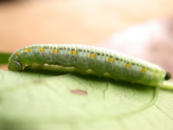 Greta alphesiboea 5th instar, KRW-155