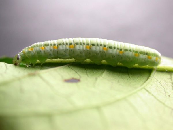 Greta alphesiboea 5th instar, KRW-155