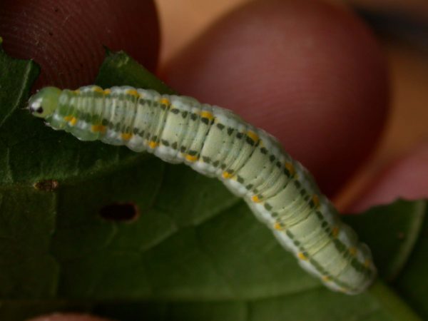 Greta alphesiboea 5th instar, KRW-155