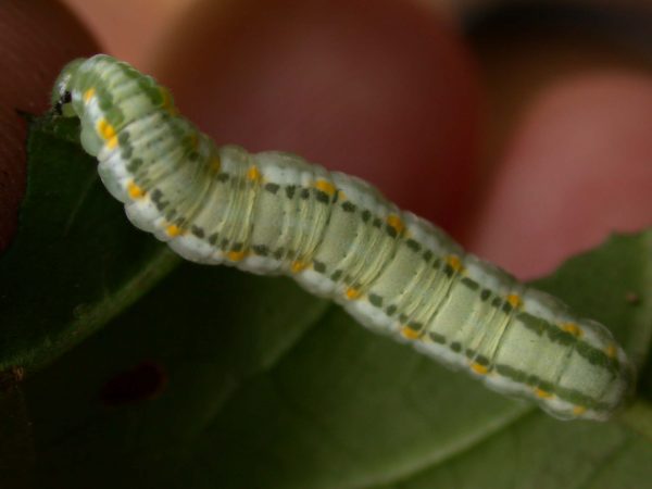 Greta alphesiboea 5th instar, KRW-155
