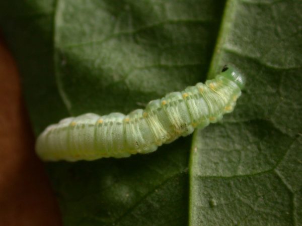 Greta alphesiboea 5th instar, KRW-159
