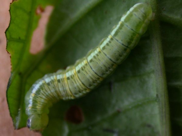 Greta alphesiboea 5th instar, KRW-160