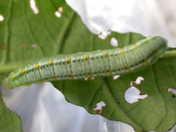 Greta alphesiboea 5th instar, KRW-31