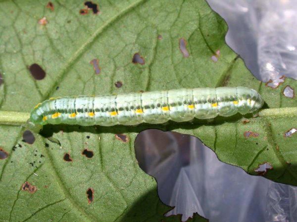 Greta alphesiboea 5th instar, KRW-31