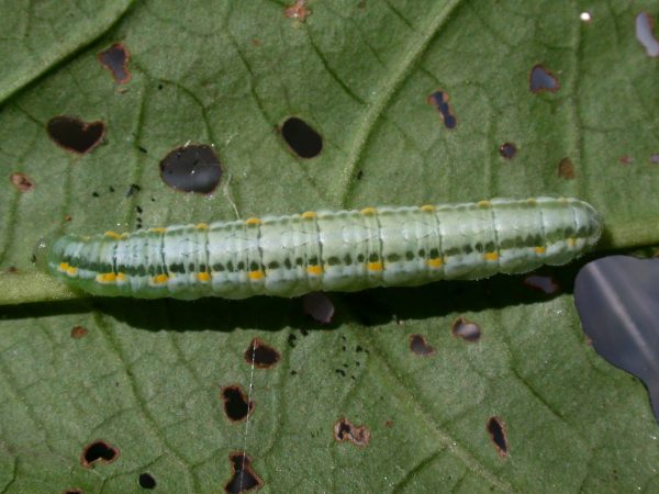 Greta alphesiboea 5th instar, KRW-31