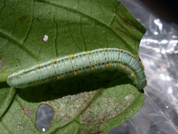 Greta alphesiboea 5th instar, KRW-31