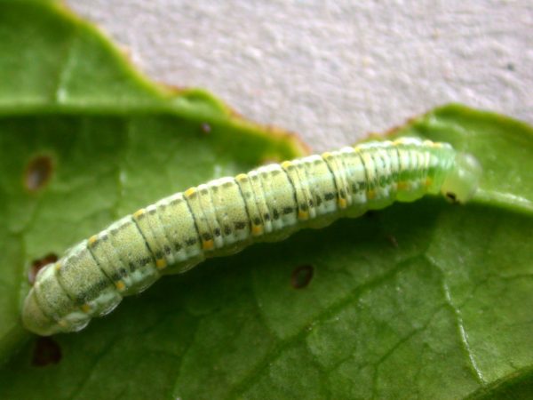 Greta alphesiboea 5th instar, KRW-60-1