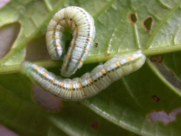 Greta alphesiboea 5th instar, KRW-60-1