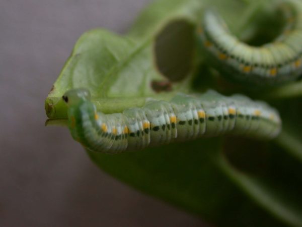 Greta alphesiboea 5th instar, KRW-60-1