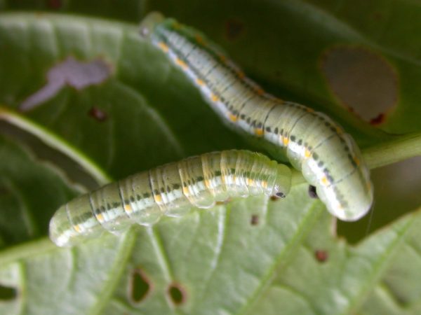 Greta alphesiboea 5th instar, KRW-60-1