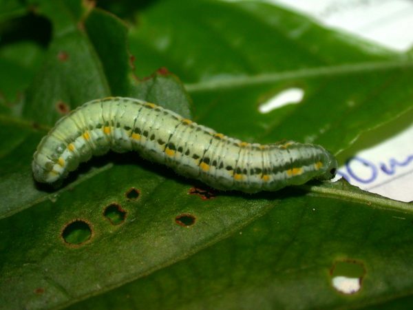 Greta alphesiboea 5th instar, KRW-60-3