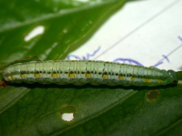 Greta alphesiboea 5th instar, KRW-60-3