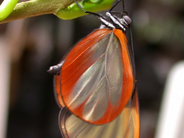 Greta alphesiboea adult, KRW-31