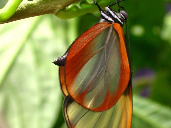 Greta alphesiboea adult, KRW-31