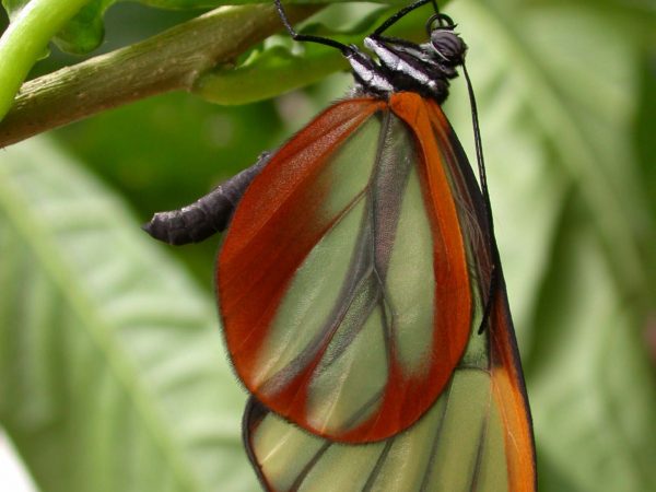 Greta alphesiboea adult, KRW-31