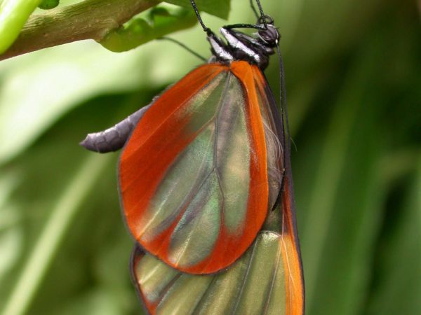 Greta alphesiboea adult, KRW-31