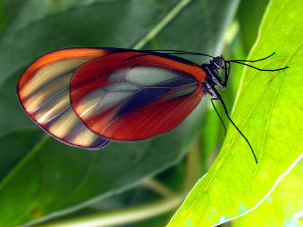 Greta alphesiboea adult, KRW-60-3