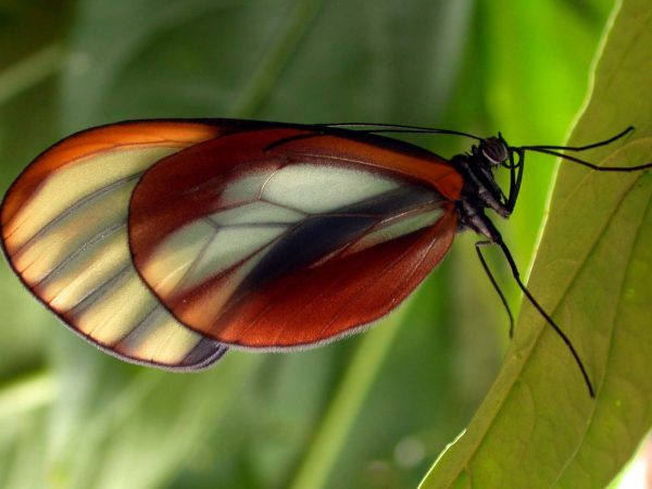 Greta alphesiboea adult, KRW-60-3