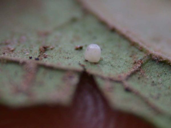 Greta alphesiboea egg, KRW-159