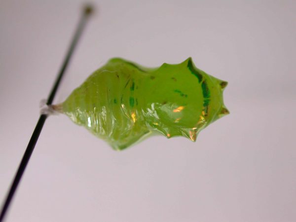 Greta alphesiboea pupa, KRW-155