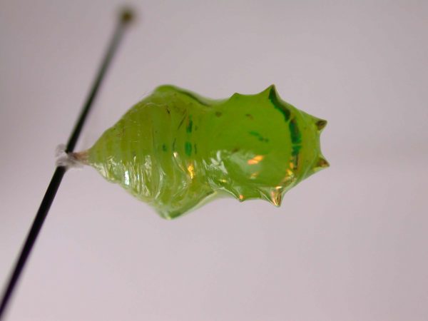 Greta alphesiboea pupa, KRW-155