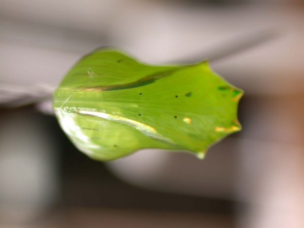 Greta alphesiboea pupa, KRW-155