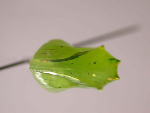 Greta alphesiboea pupa, KRW-155