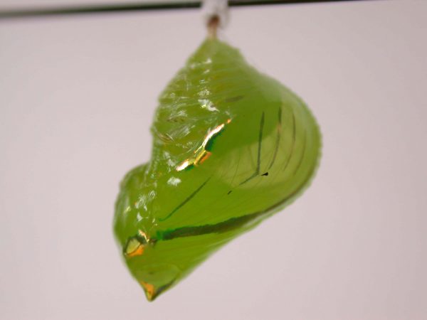 Greta alphesiboea pupa, KRW-155