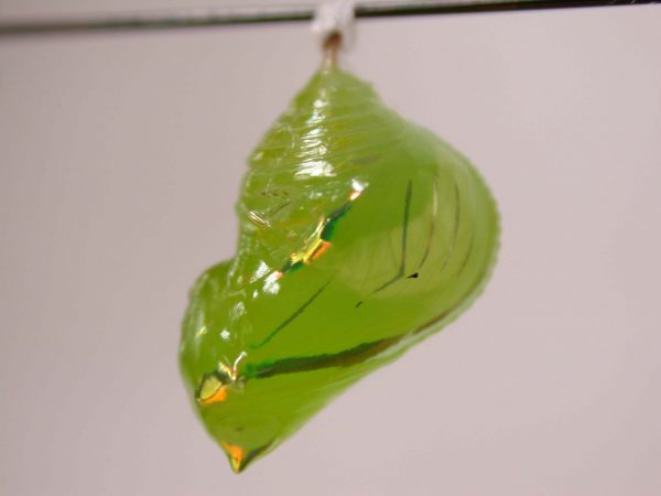 Greta alphesiboea pupa, KRW-155