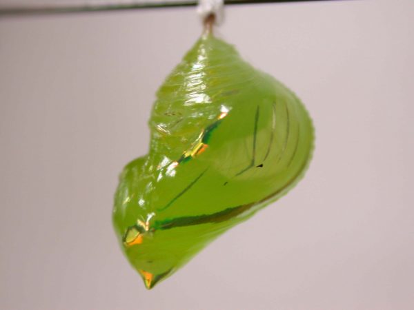 Greta alphesiboea pupa, KRW-155