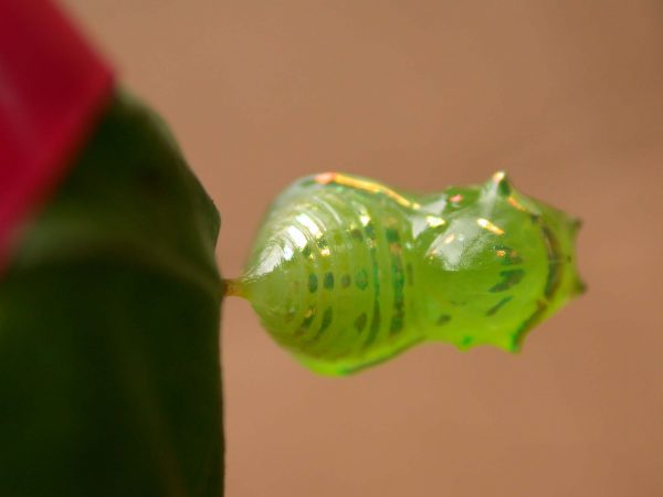 Greta alphesiboea pupa, KRW-159