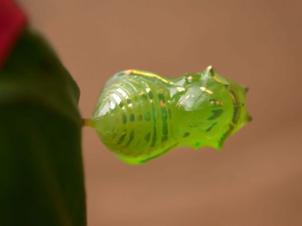 Greta alphesiboea pupa, KRW-159