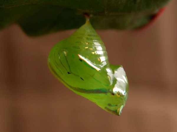 Greta alphesiboea pupa, KRW-159