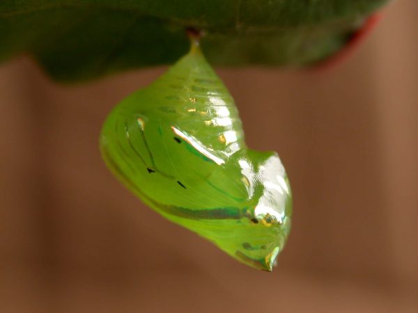 Greta alphesiboea pupa, KRW-159