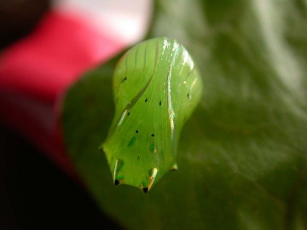 Greta alphesiboea pupa, KRW-159