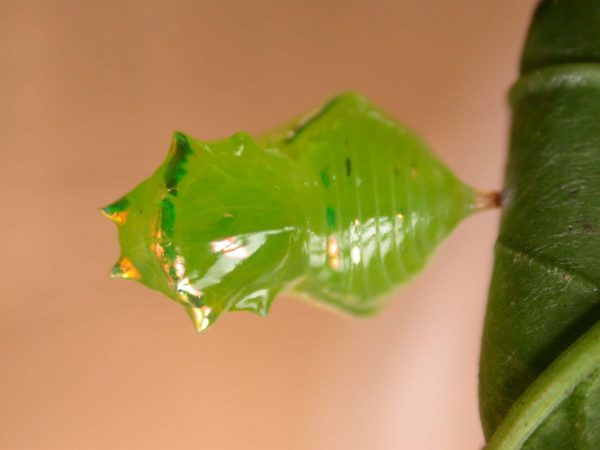 Greta alphesiboea pupa, KRW-159