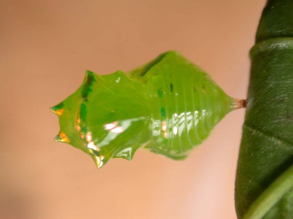 Greta alphesiboea pupa, KRW-159